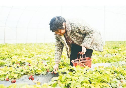 经开区王助镇 大力种植特色农产品 助力乡村振兴
